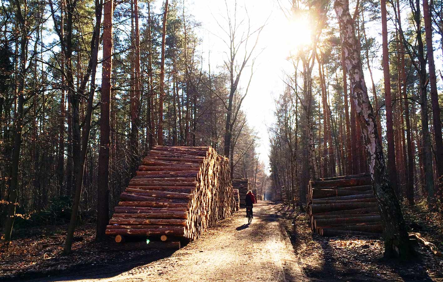 Mondholz mondholz-holzvogt.jpg